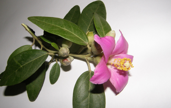 Розовый цветок камелии на сером фоне крупным планом