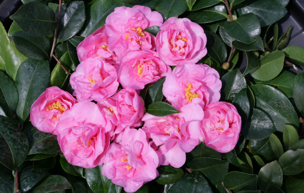 Розовые цветы камелии в зеленых листьях