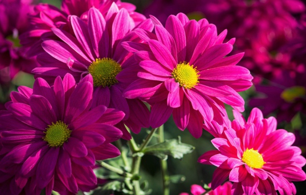 Розовые хризантемы крупным планом 