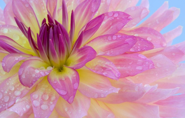 Розовая георгина с каплями воды на лепестках крупным планом