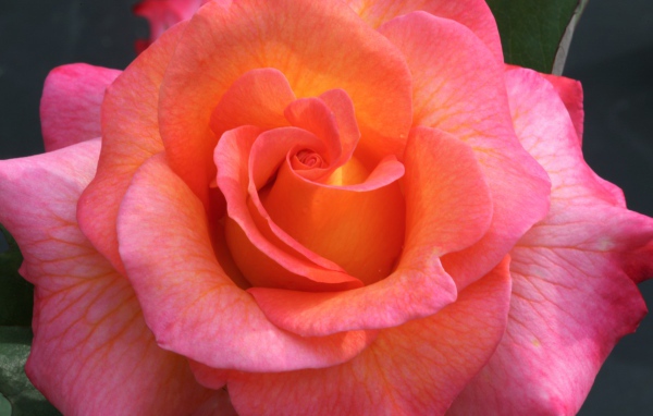 Розовый цветок красивой розы крупным планом