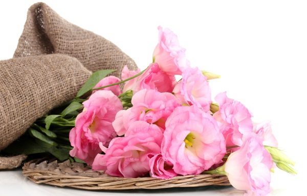 Розовые цветы эустома на белом фоне