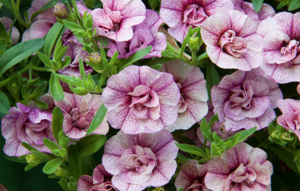 Розовые цветы Калибрахоа крупным планом