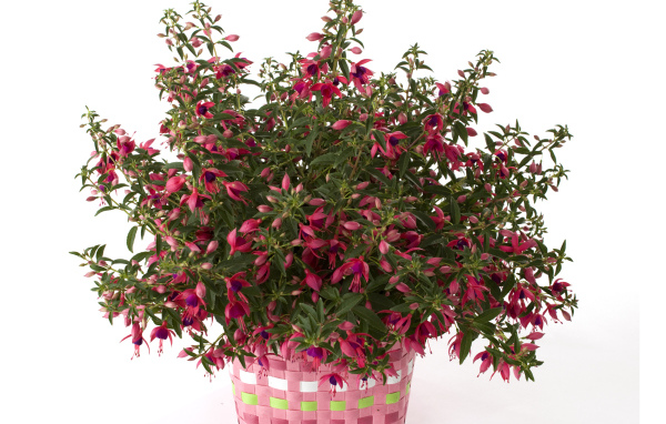 Розовый цветок фуксия на белом фоне