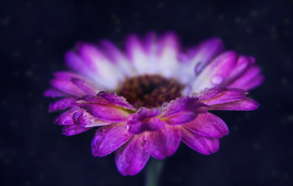 Розовый цветок герберы с каплями росы на лепестках 