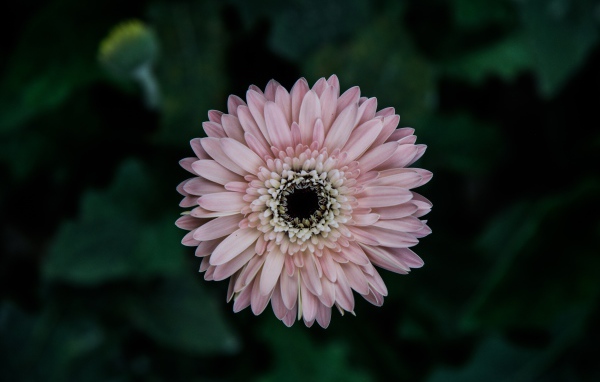 Розовая гербера вид сверху