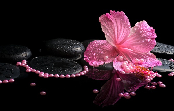 Розовый цветок гибискуса на черных камнях в воде