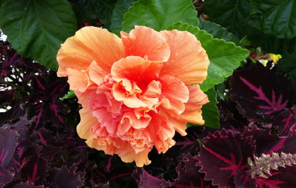 Розовый цветок гибискуса с зелеными листьями