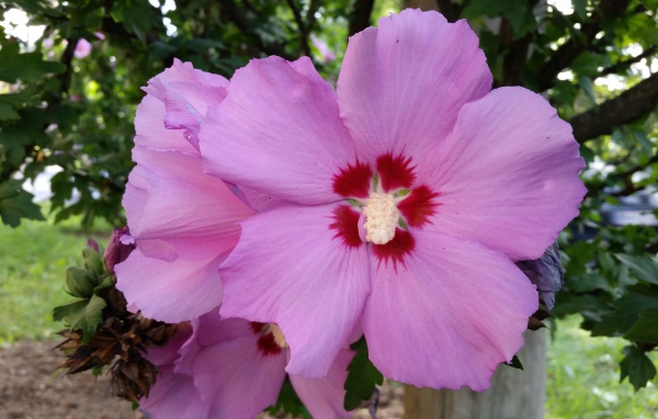 Розовые цветы гибискуса крупным планом