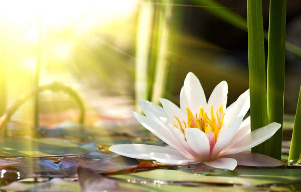 Розовые цветы лотоса в лучах солнца в пруду