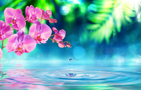 Розовые цветы орхидеи на фоне воды