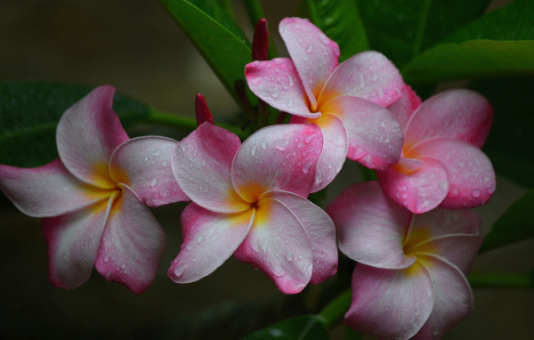 Розовые цветы плюмерии с зелеными листьями