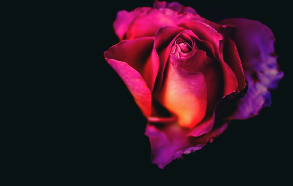 Розовая роза крупным планом на черном фоне