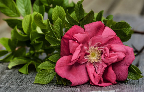 Розовый цветок розы с зелеными листьями