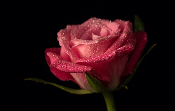 Розовая роза в каплях росы на черном фоне