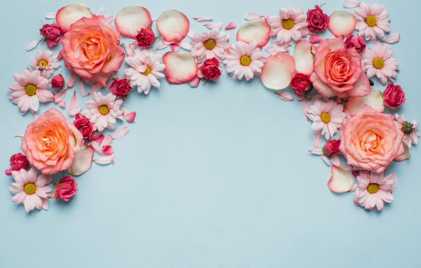 Розовые розы и хризантемы на голубом фоне 