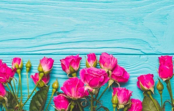 Розовые розы на голубом деревянном фоне