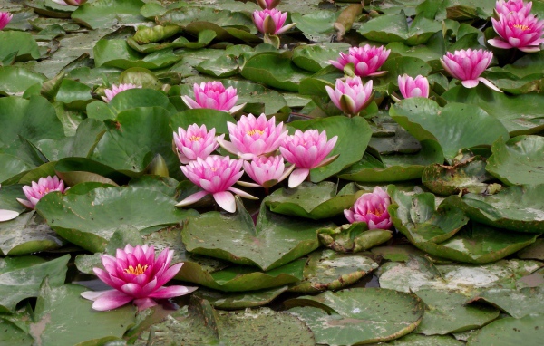 Розовые водяные лилии с зелеными листьями в пруду