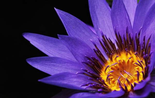 Фиолетовый цветок водяной лилии крупным планом на черном фоне