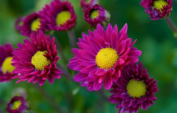 Фиолетовые цветы орхидеи с желтой серединой 