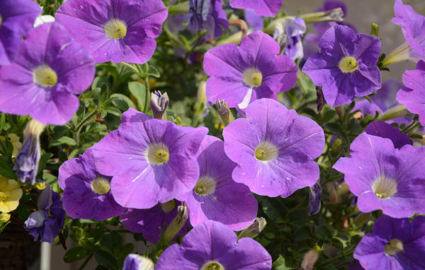 Фиолетовые цветы петунии в лучах солнца