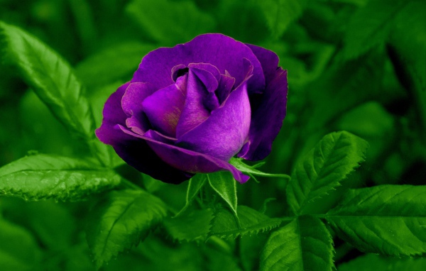 Фиолетовый цветок розы с зелеными листьями