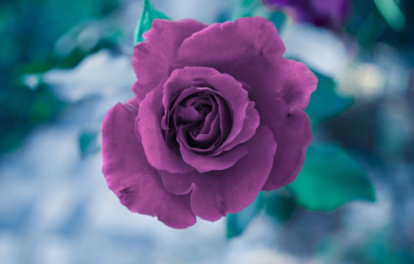 Фиолетовая роза вид сверху 