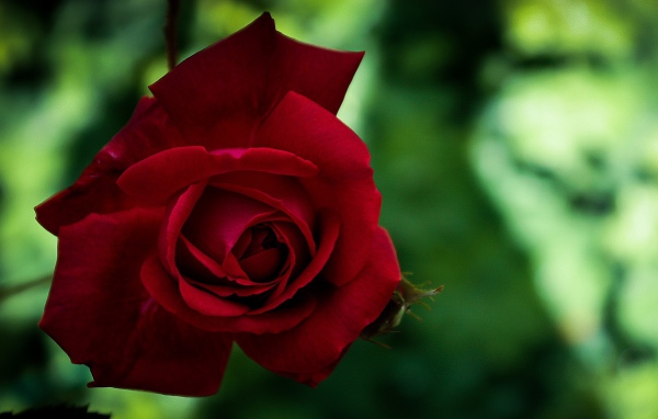 Красная красивая садовая роза крупным планом