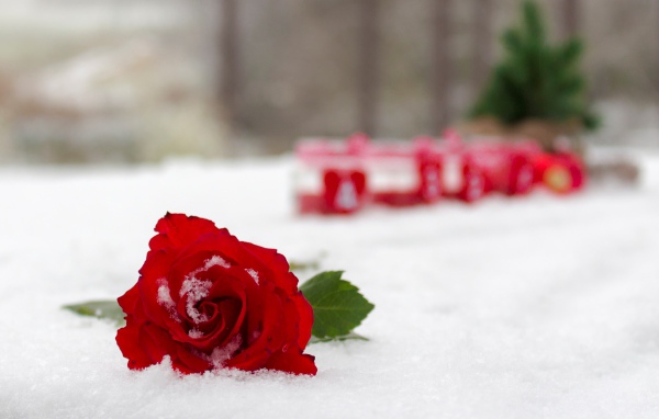 Красная красивая роза на снегу 