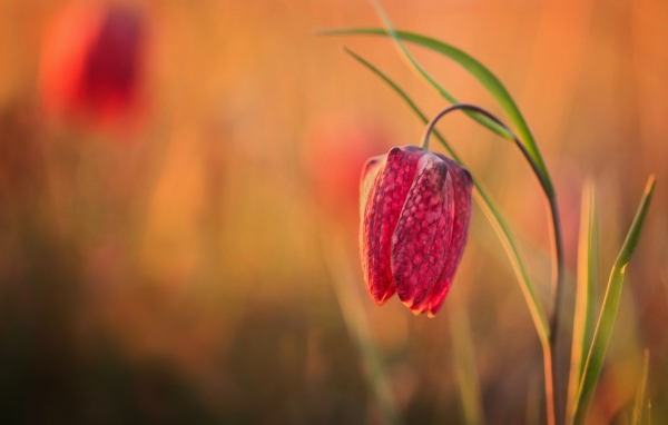 Красный цветок рябчик шахматный