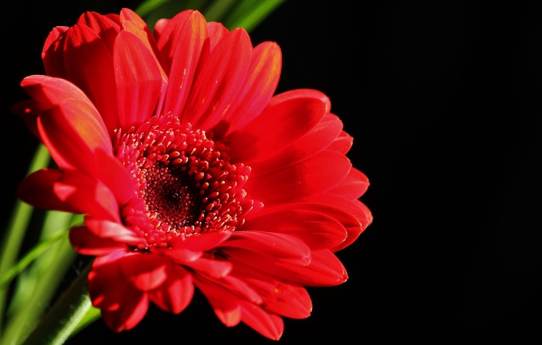 Красный цветок герберы на черном фоне крупным планом