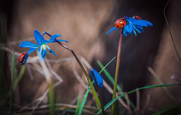 Красные божьи коровки на голубых весенних цветах 