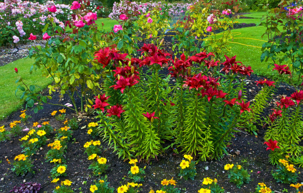 Красные лилии и розы на клумбе