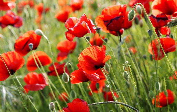 Красные полевые маки летом крупным планом