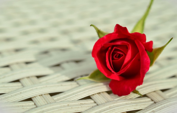 Красный цветок розы на плетеной поверхности 
