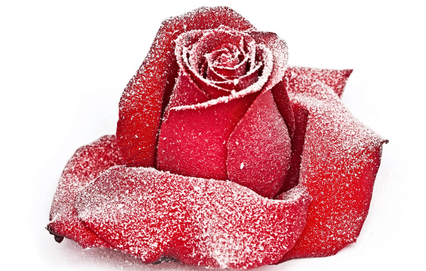 Сорванная красная роза в инее на снегу 