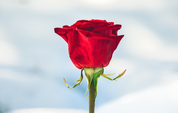 Красная роза вставлена в снег