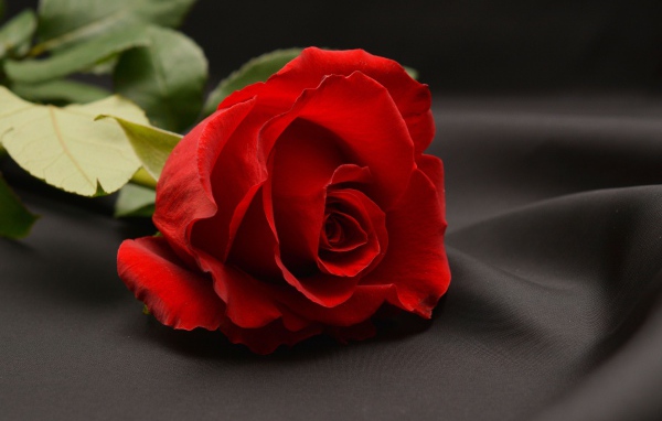 Красная роза на сером фоне