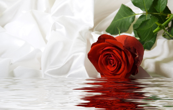 Красная роза с белой шелковой тканью в воде