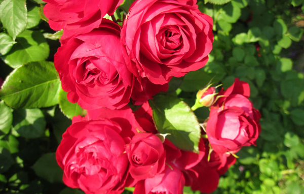 Красные розы крупным планом