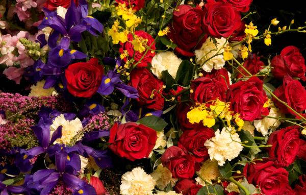 Розы, ирисы, гвоздики, орхидеи крупным планом