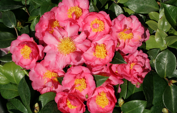 Мелкие розовые цветы камелии крупным планом