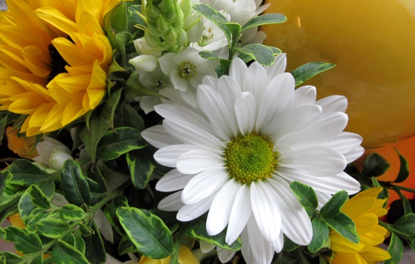Цветы подсолнуха с белыми цветами хризантемы 