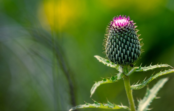 Нераспустившийся цветок чертополоха на зеленом фоне