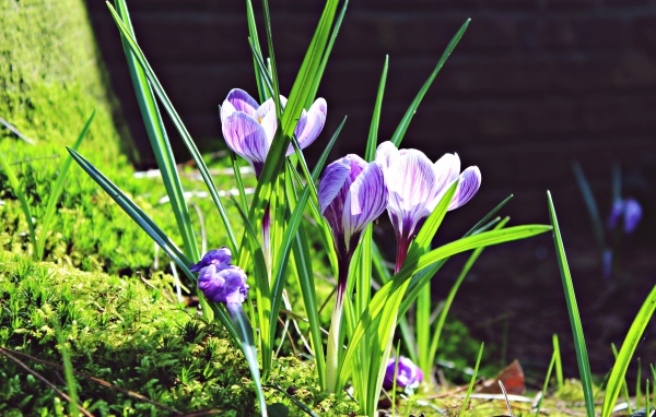 Первые весенние цветы крокусы в лучах солнца
