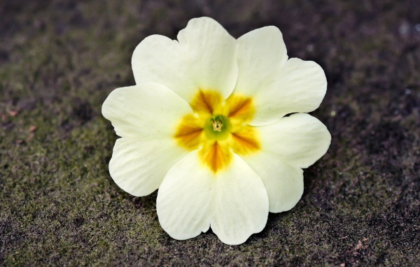 Белый цветок примулы лежит на земле