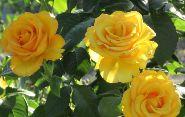 Три красивые нежные желтые розы на клумбе 