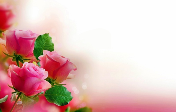 Три розовых розы, шаблон для открытки 