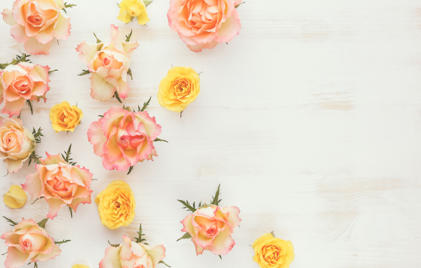 Сорванные цветы розовой и желтой розы на столе 