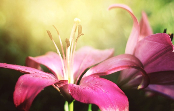 Две красивые розовые лилии 